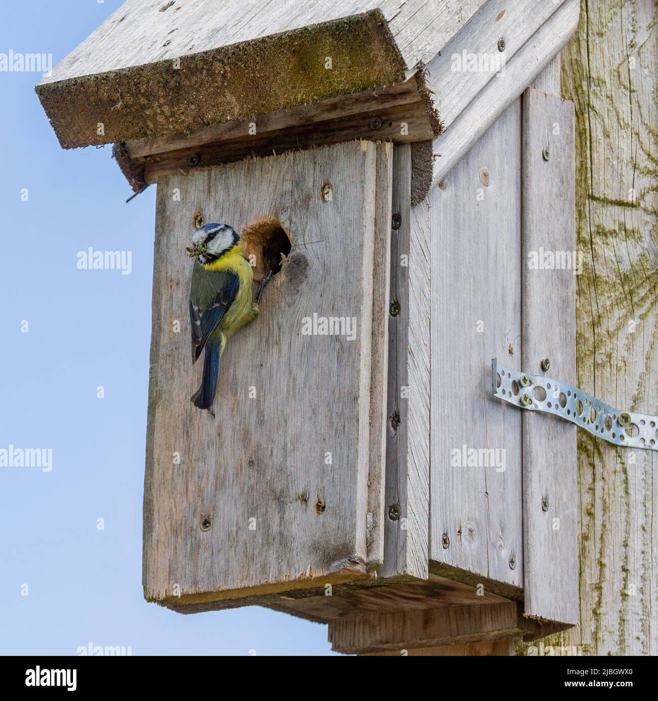 Eurasion Blue Tit Cyanistes caeruleus at nest box entrance. Stock Photo