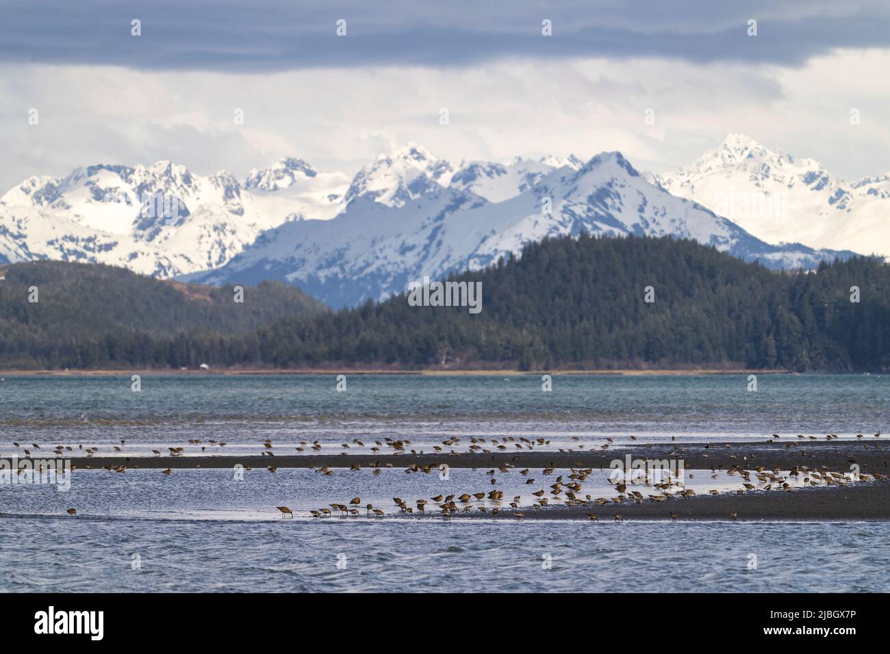 Migrating shorebirds foraging on Little Egg Island in the Copper River Delta of Southcentral Alaska. Stock Photo