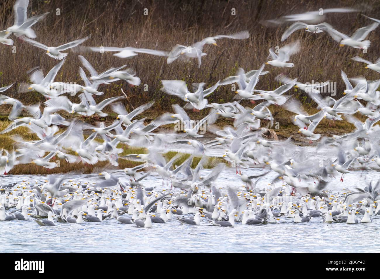 Glaucous-Winged Gulls feeding on Eulachon at Alaganik Slough in the Copper River Delta of Southcentral Alaska. Stock Photo