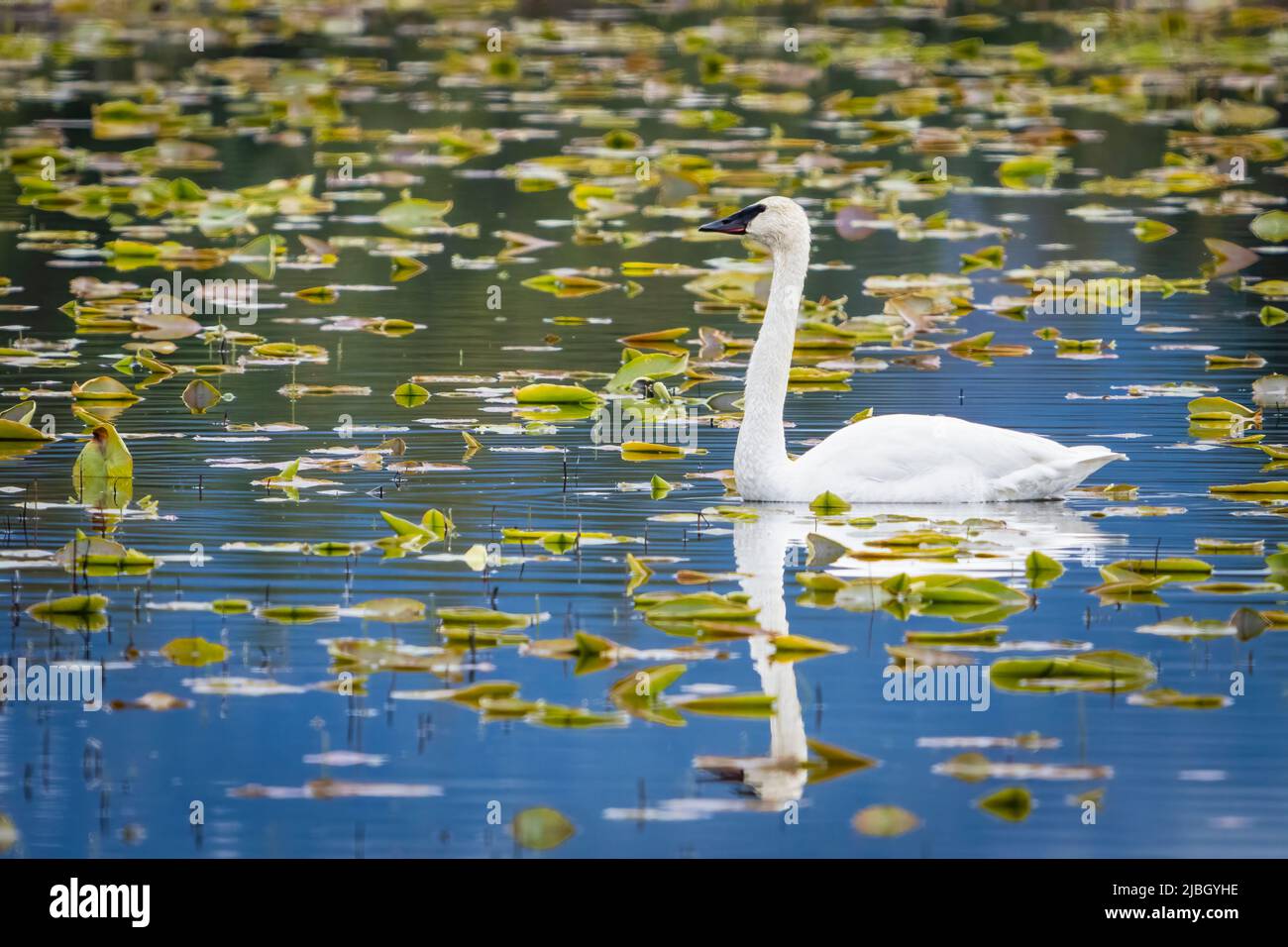 Trumpeter Swan foraging in pond in the Copper River Delta. Stock Photo