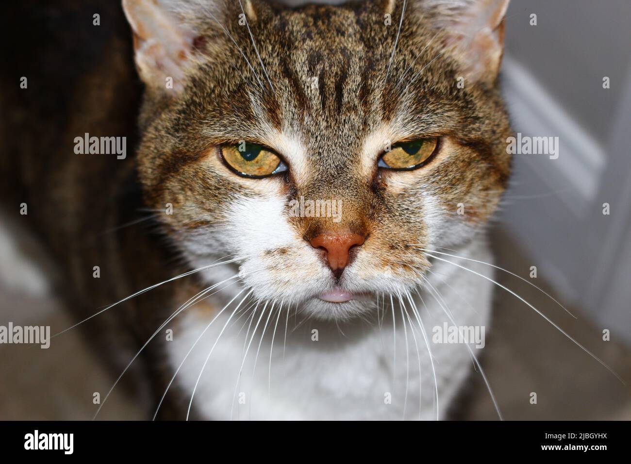 Annoyed Cat Angry Face Portrait Disgruntled Pet Evil Looking Concept Stock  Photo by ©LeonidSorokin 203880624