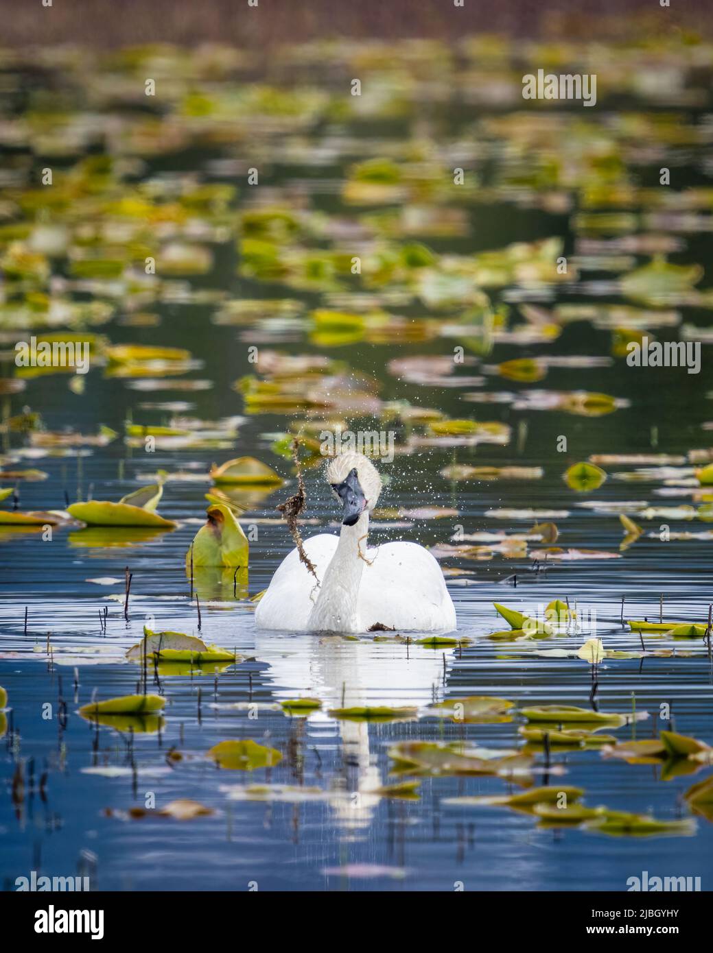 Trumpeter Swan foraging in pond in the Copper River Delta. Stock Photo