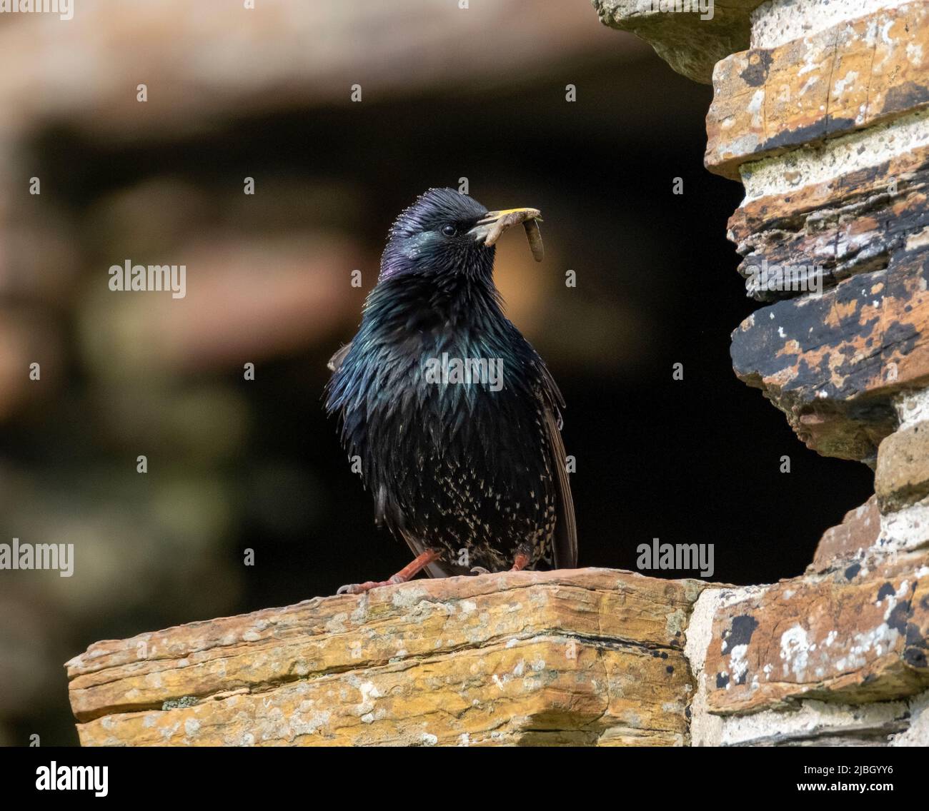 Starling, Sturnus Vulgaris, on a derelict building, Birsay, Orkney Islands, Scotland. Stock Photo