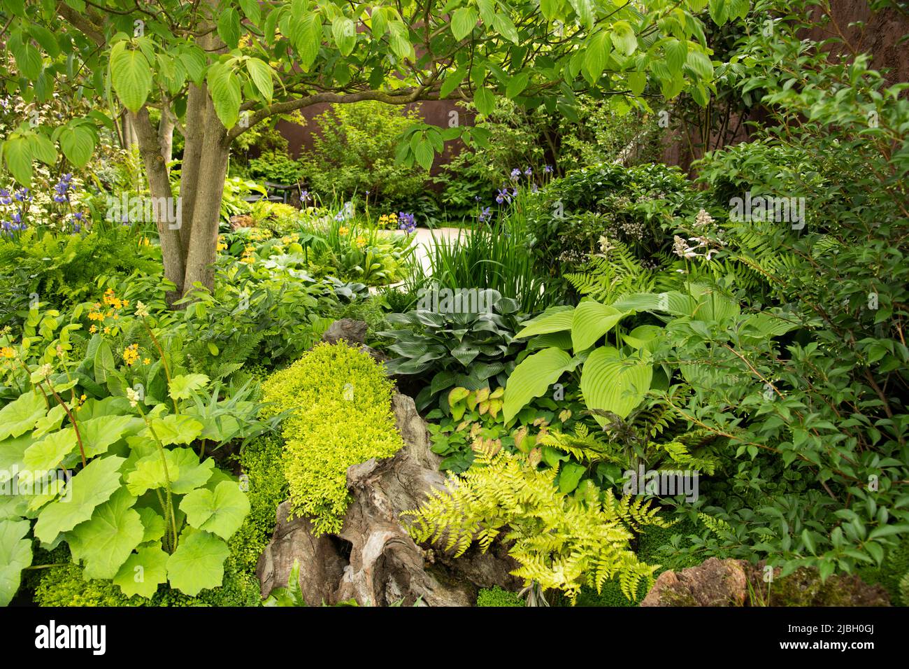 Selaginella kraussiana - Krauss’s spike moss in a tree stump, Hosta ‘Devon Green’ and Hosta ‘Royal Standard’ surrounded by multiple varieties of ferns Stock Photo