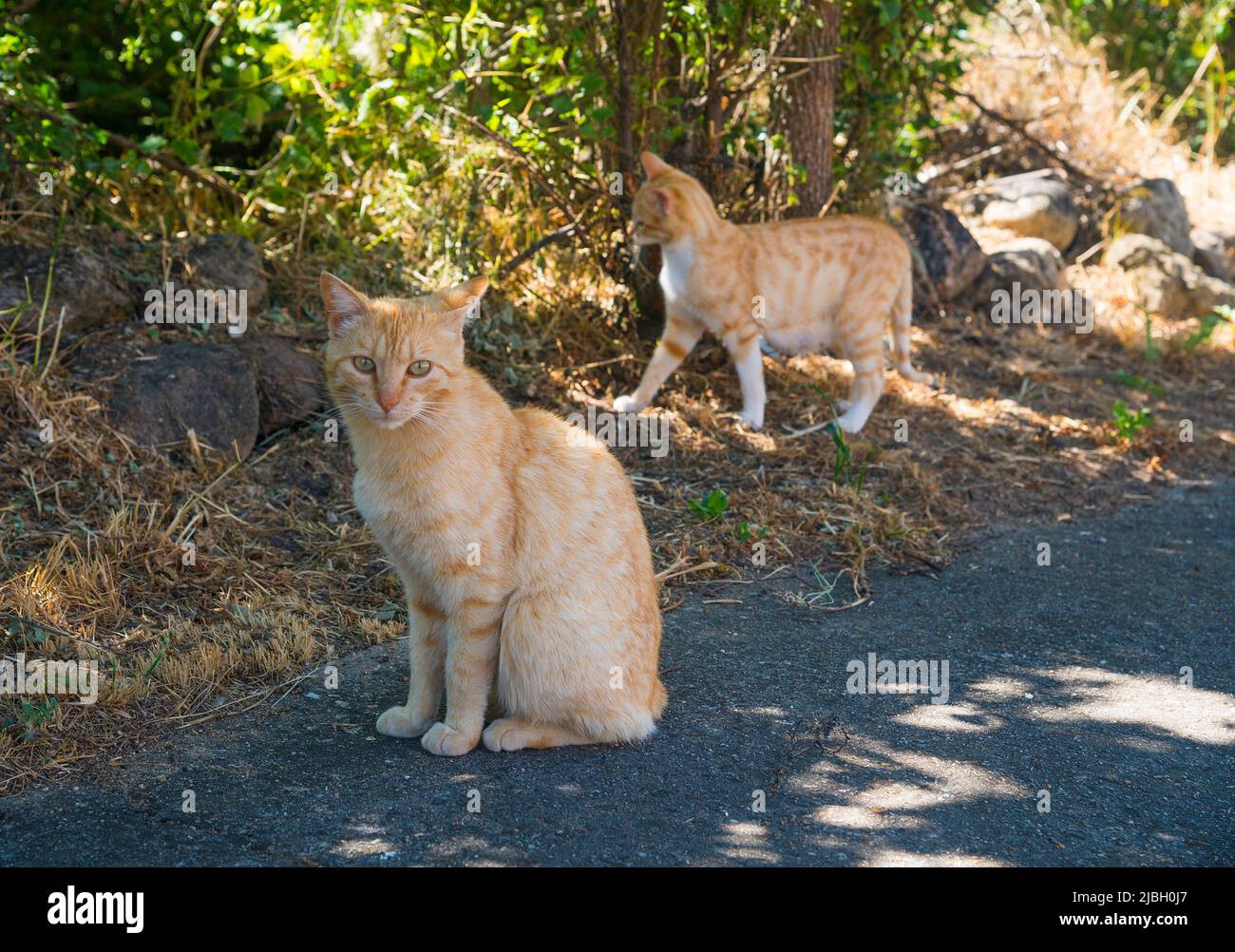 Tabby cats. Stock Photo