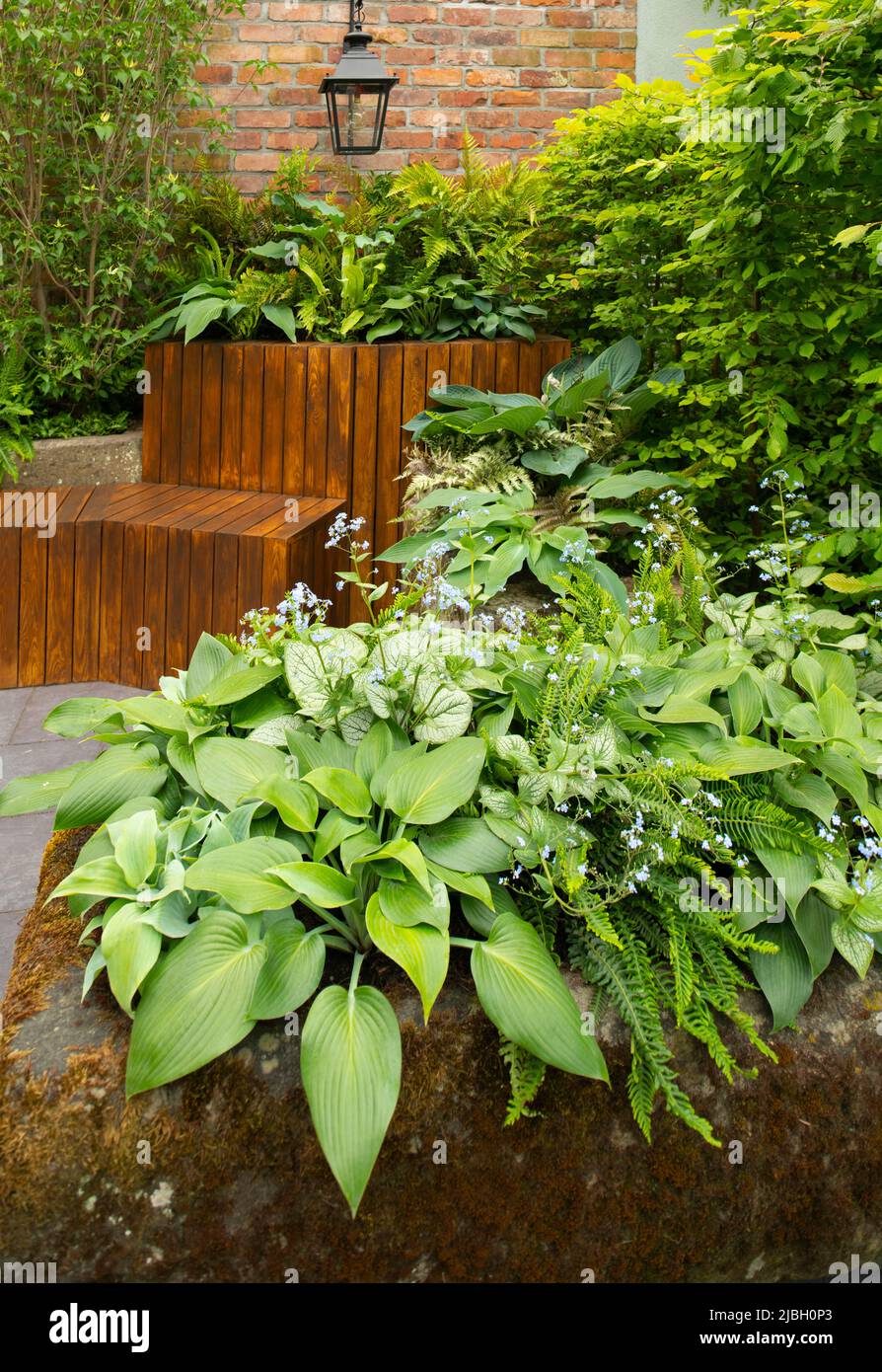 Hosta ‘Devon Green’, Hosta ‘Blue Mouse Ears’ and Brunnera macrophylla ‘Jack Frost’ and Dryopteris filix-mas linearis in a stone planter in the  Enchan Stock Photo