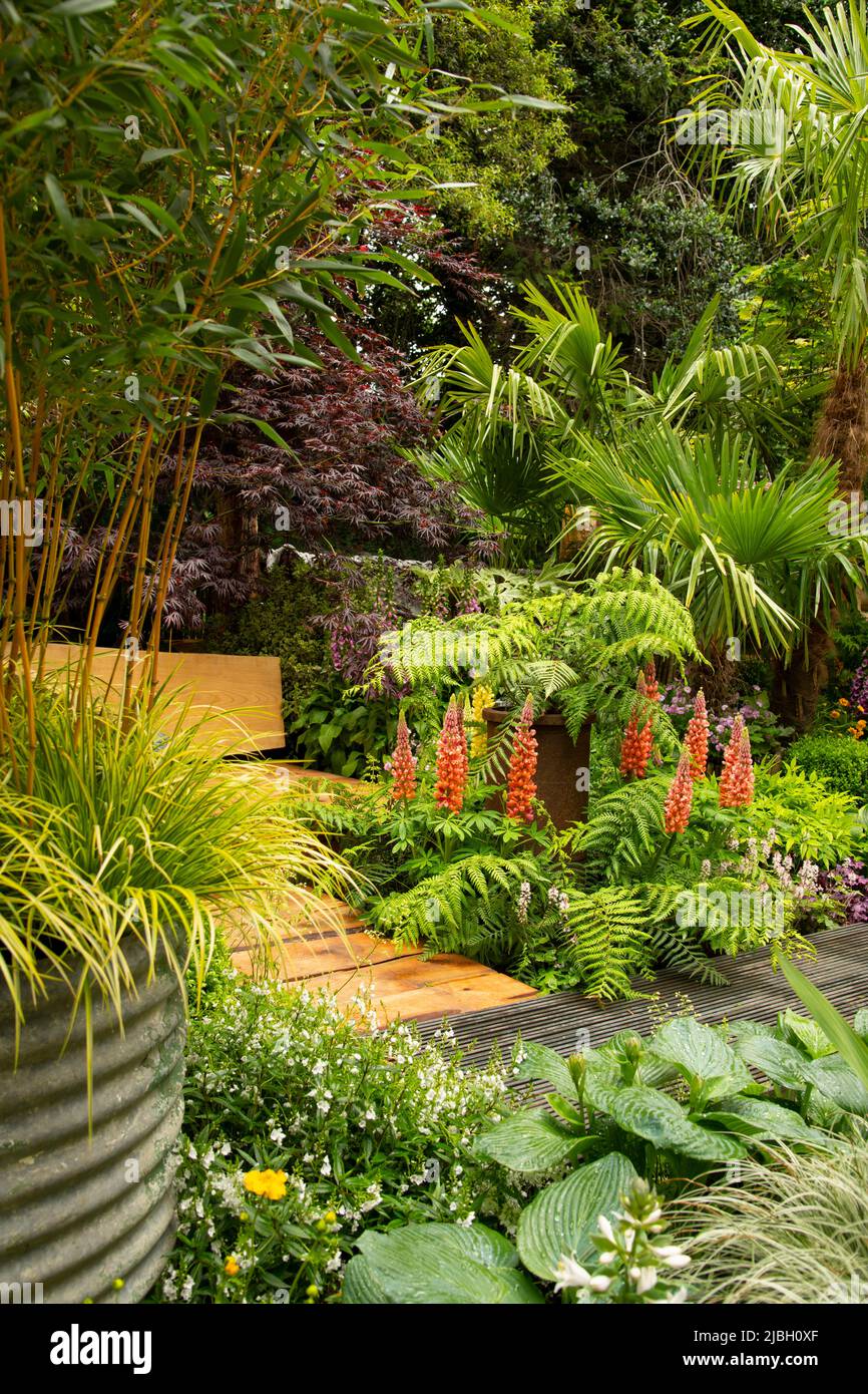 Lupinus ’Towering Inferno’ surrounded by Dryopteris wallichiana, and Trachycarpus fortunei - Windmill Palm and Acer campestre in the Kingston Maurward Stock Photo