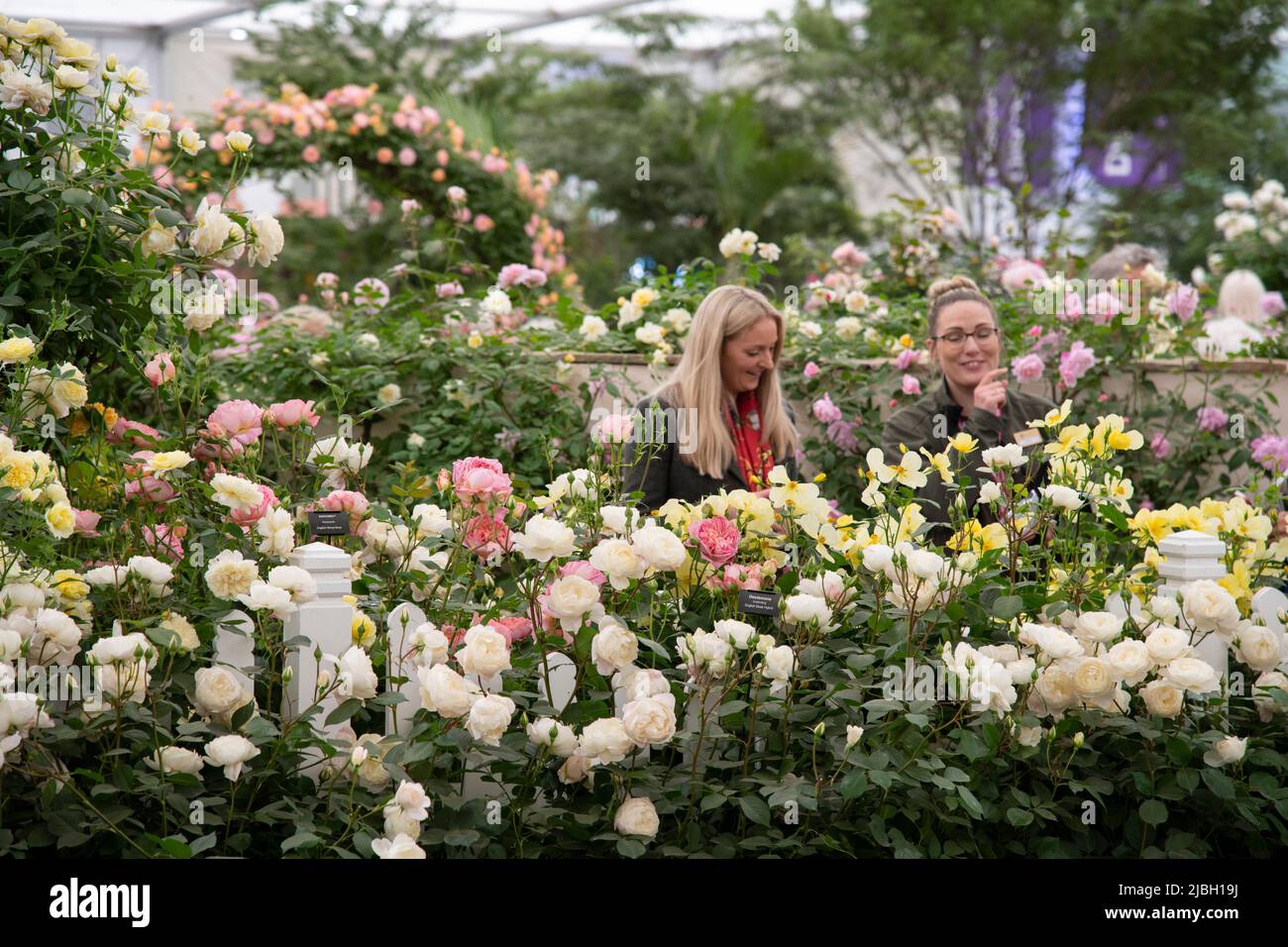 Visitors to the Chelsea Flower Show at the David Austin rose trade stand in the marquee. Stock Photo