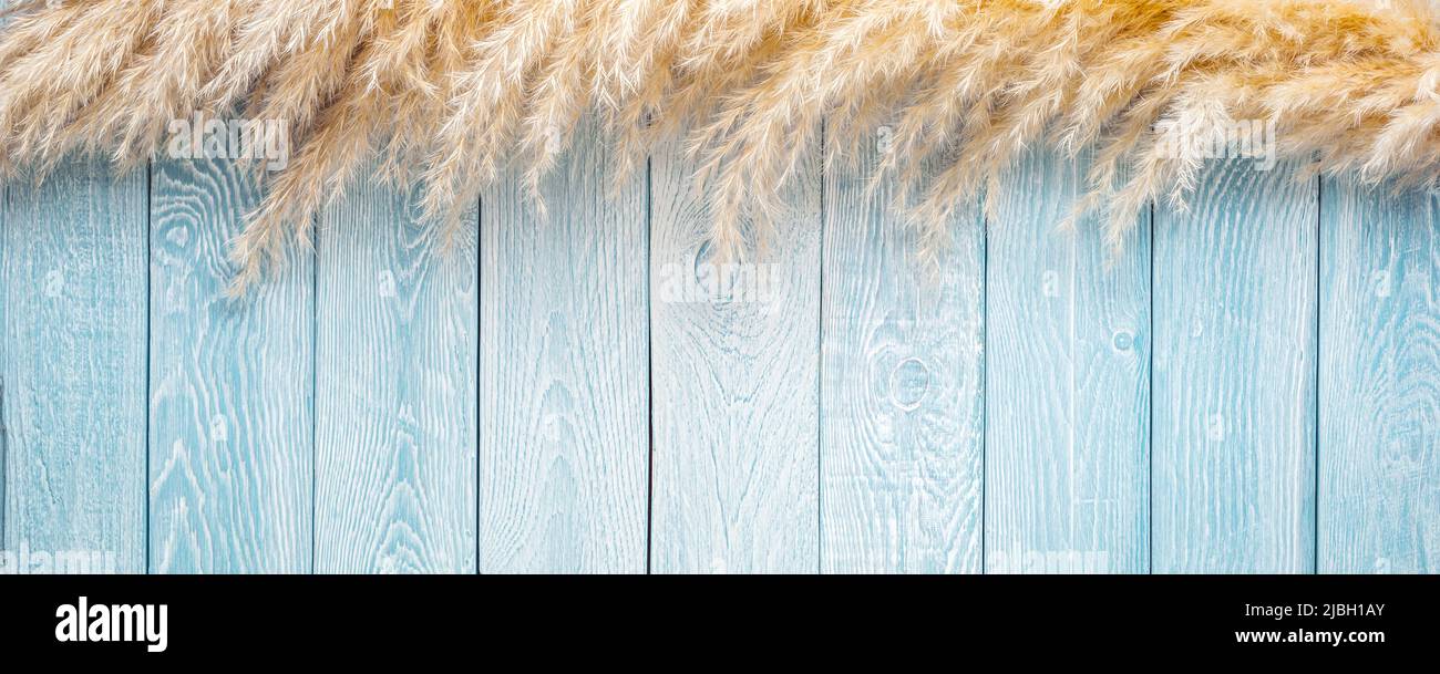 Pampas grass on blue with white painted planks texture background Stock Photo