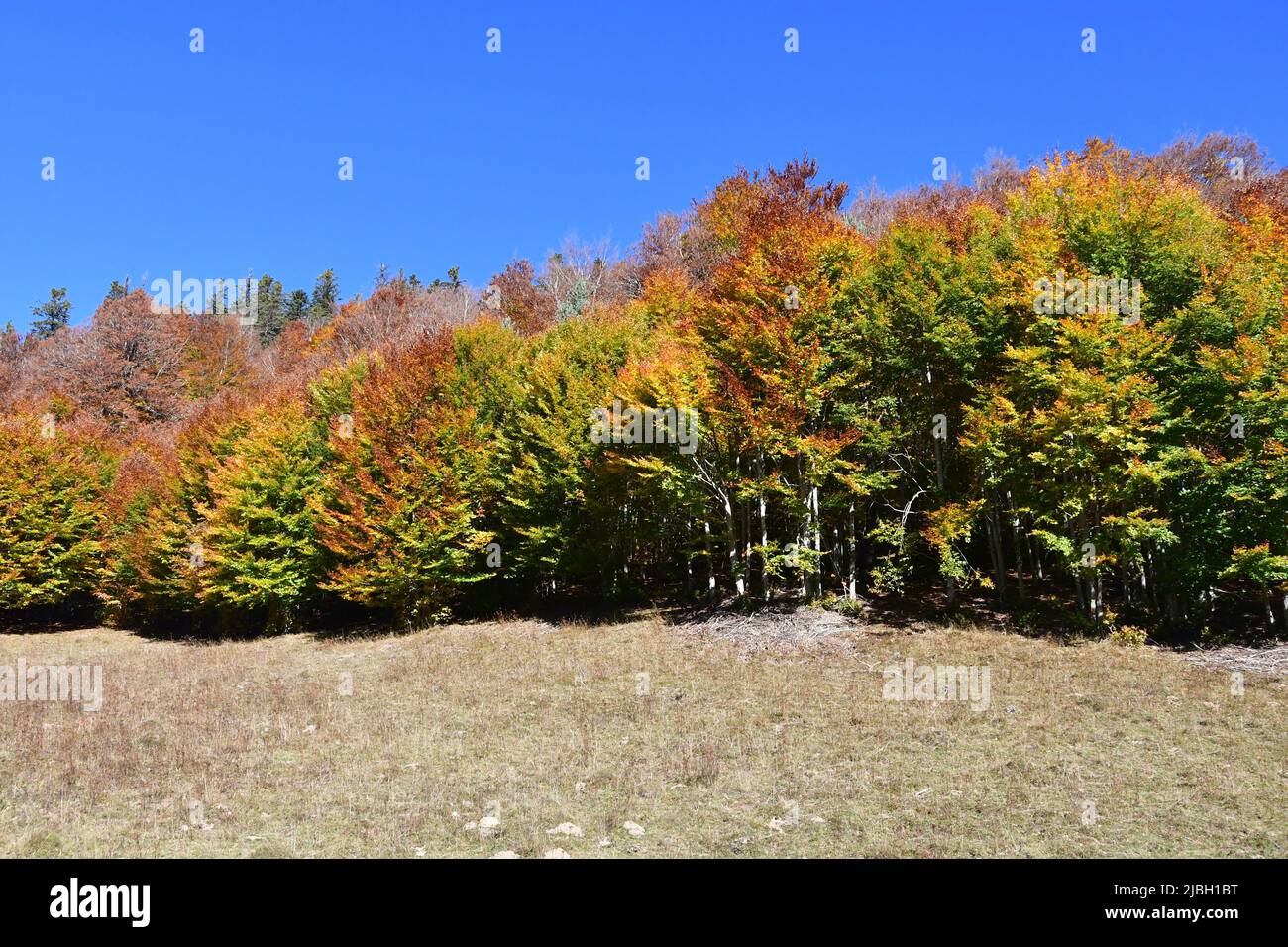 Gamueta forest in the Spain's Pyrenees Stock Photo