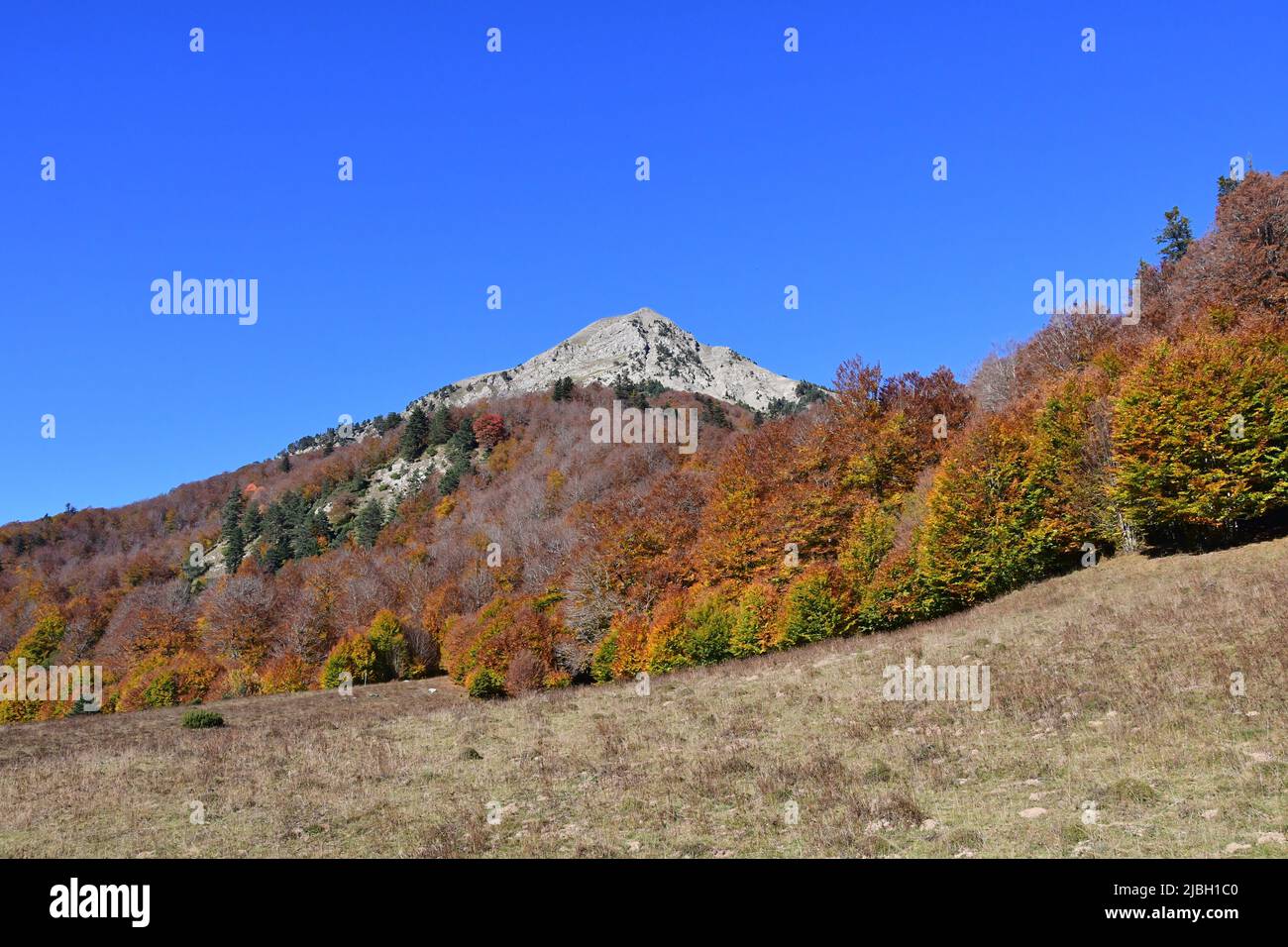 Gamueta forest in the Spain's Pyrenees, in the Anso Valley Stock Photo