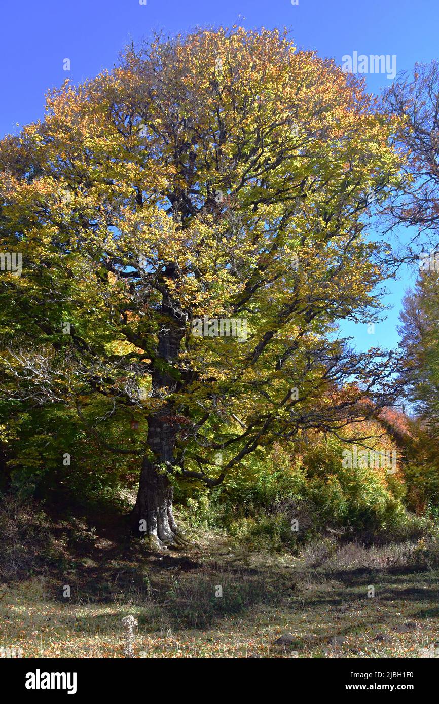 Old beech in the forest of Gamueta in Ansó (Spain) Stock Photo