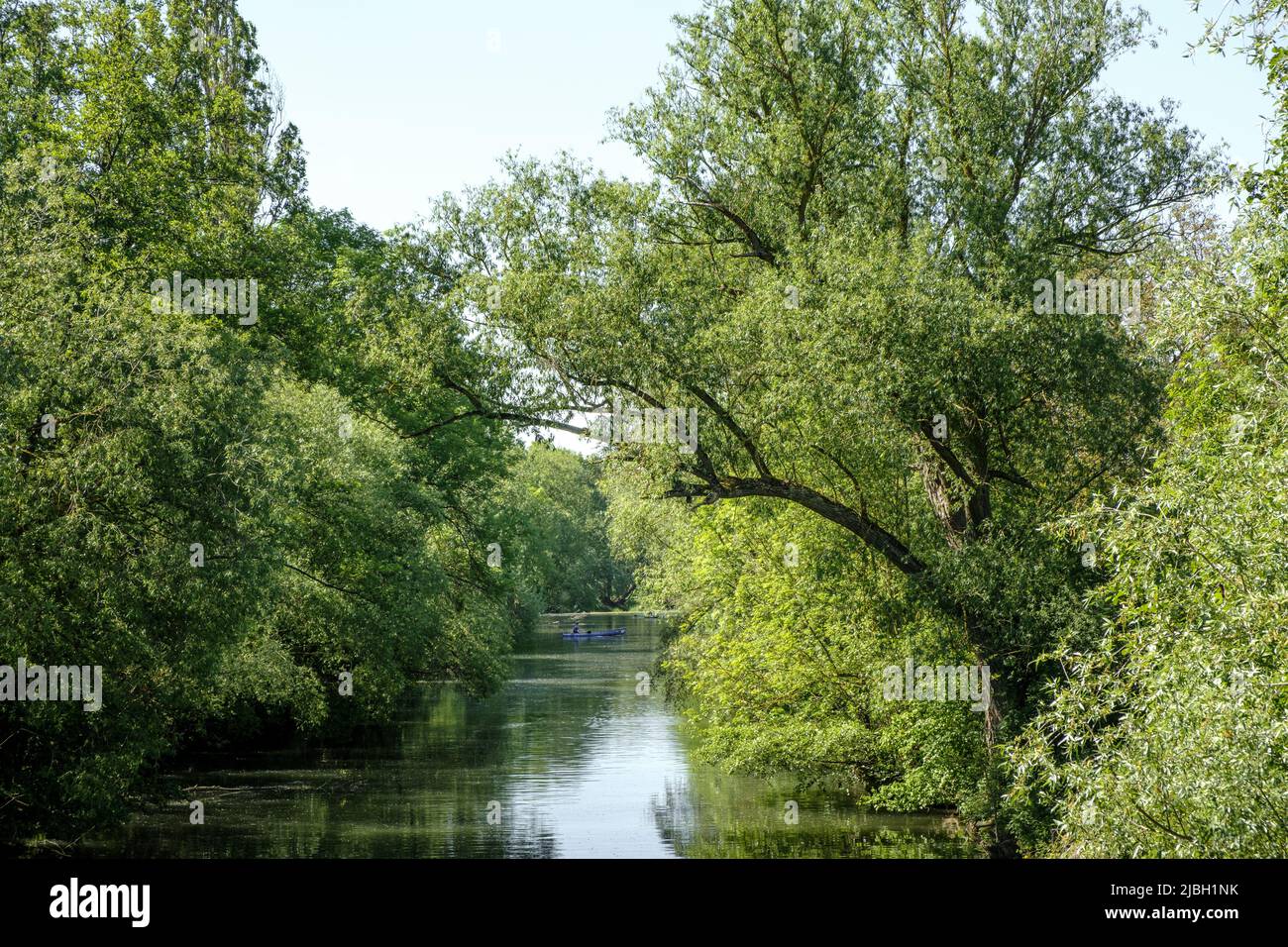 View to the river Tauber in Germany with green trees at the shore and one man in his row boat in the background. Stock Photo