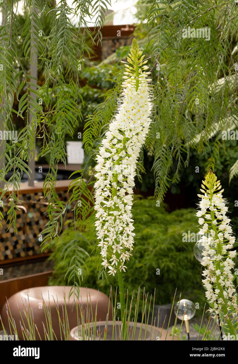 Eremurus himalaicus in the Out of the Shadows garden, a Sanctuary Garden designed by Kate Gould. Stock Photo
