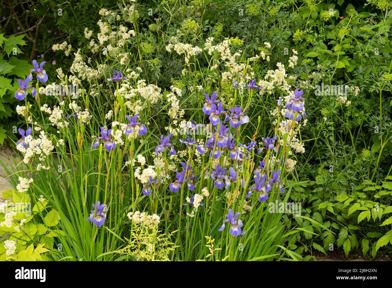 Planting in the Place 2be Securing Tomorrow Garden designed by Jamie Butterworth to promote children’s mental health.  Plants include: Iris x robusta Stock Photo