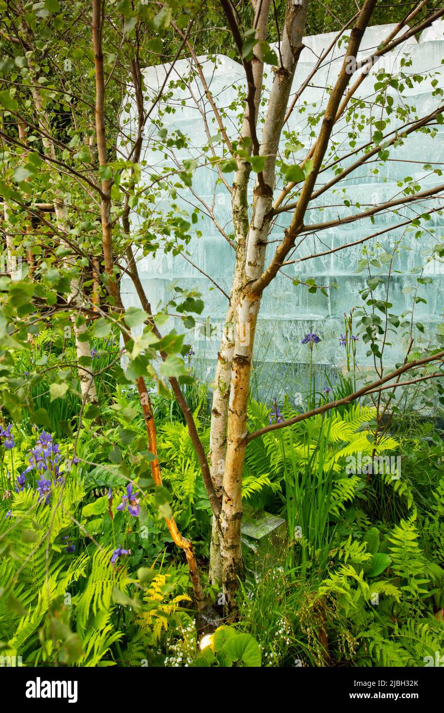 The Plantman’s Ice Garden, a sanctuary garden designed by John Warland featuring blocks of ice surrounded by Iris sibirica, ferns and Betula. Stock Photo