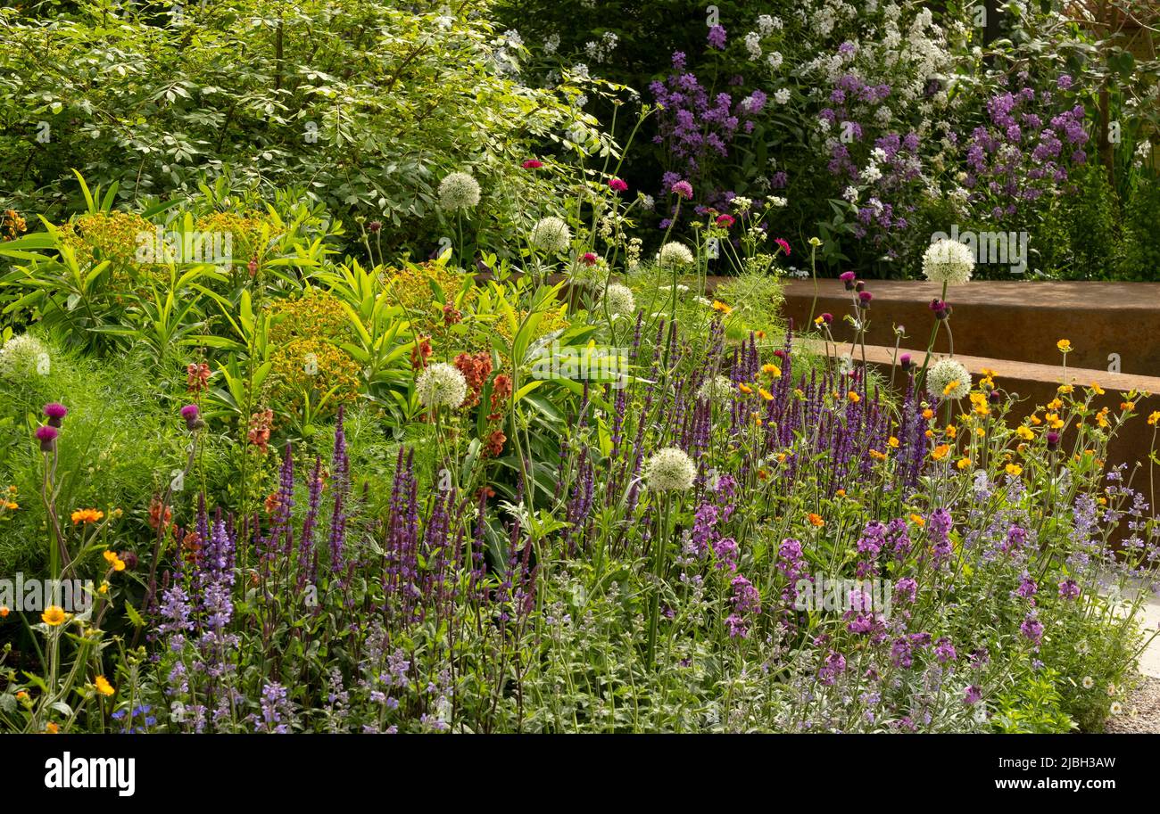 Plants in the BBC Studios Our Green Planet & RHS Bee Garden.  Plants include Salvia nemeros ‘Caradonna’, Geum ‘Totally Tangerine, Allium ‘Mount Everes Stock Photo