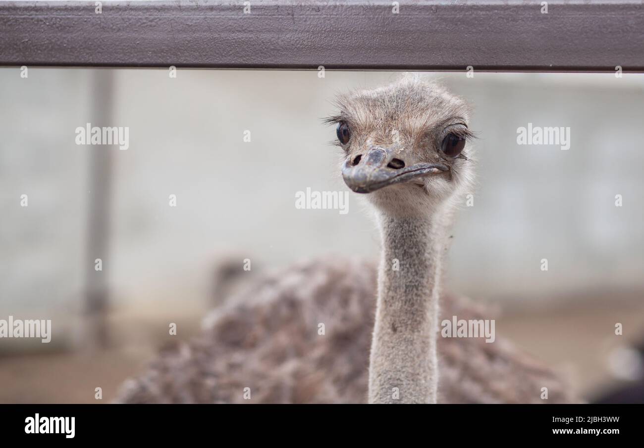 Head of an ostrich close-up. An ostrich bird that does not fly is on an ostrich farm. Stock Photo
