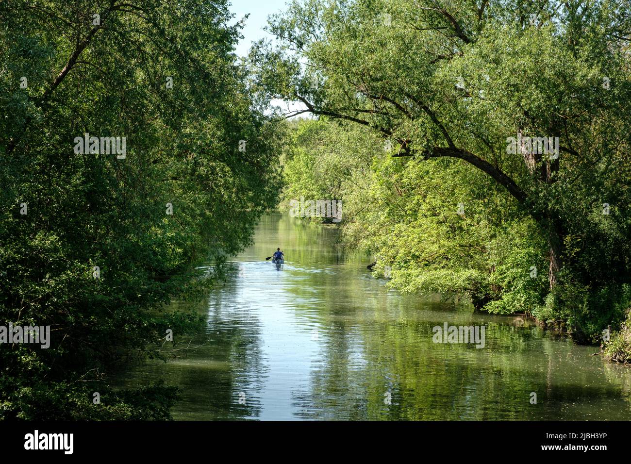 View to the river Tauber in Germany with green trees at the shore and one man in his row boat in the background. Stock Photo