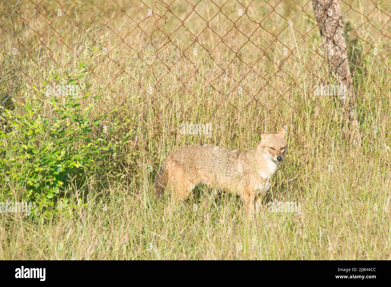 Golden Jackal standing along a fence in a national park in India Stock Photo
