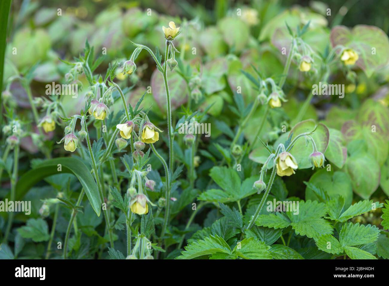 Geum 'Lemon Drops' (avens) with Epimedium x versicolor 'Sulphureum'(barrenwort), Fragaria vesca (wild strawberry), shady planting combination Stock Photo