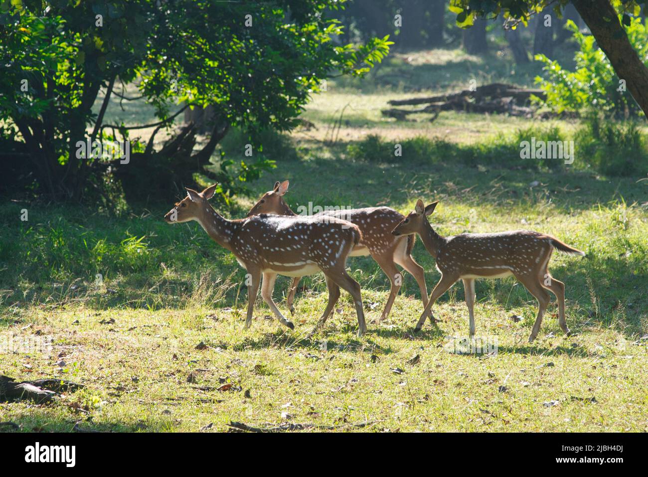 Spotted Deer or Chital or Axis deer in a national park in India Stock ...