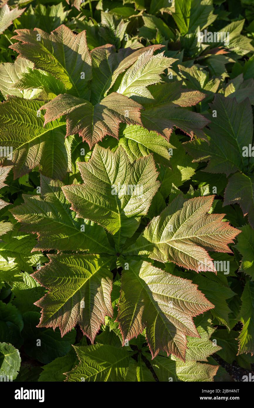 Rodgersia podophylla foliage (Rodgers' bronze-leaf) Stock Photo