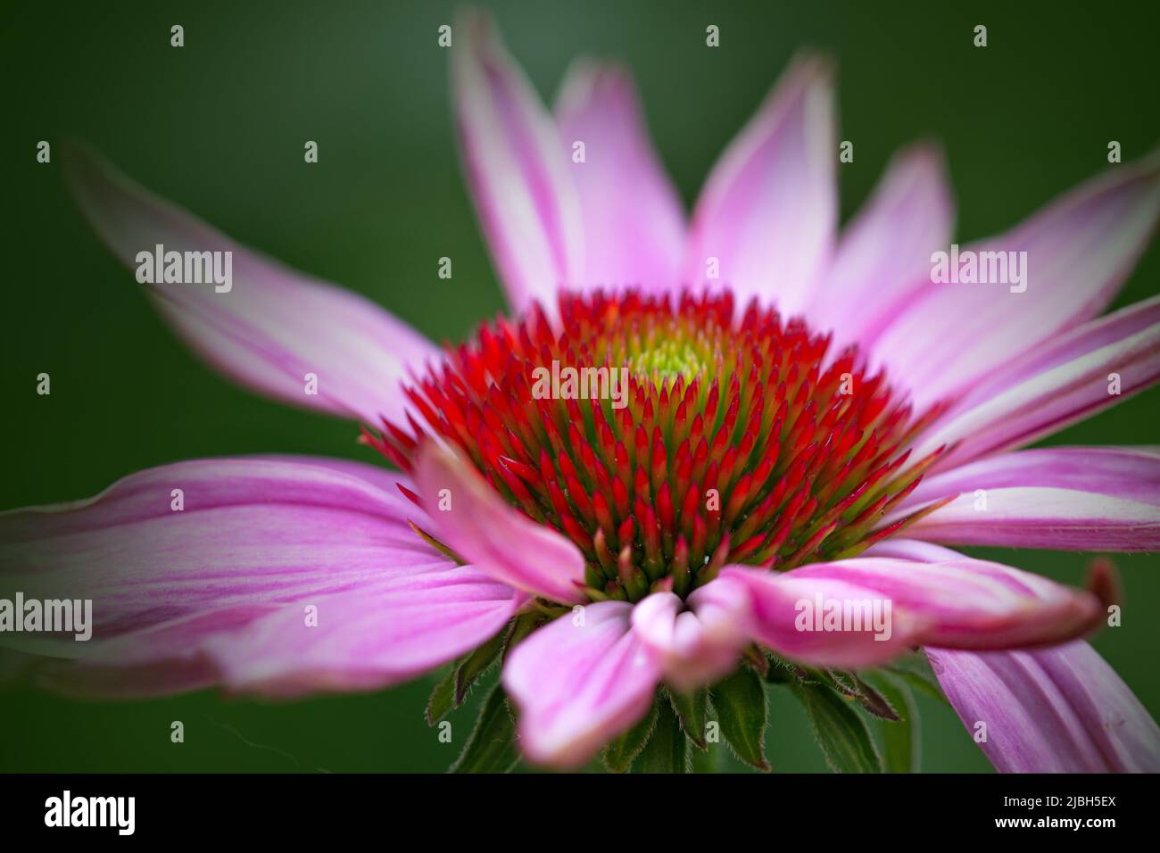 Photography of a colorful pink garden flower Stock Photo