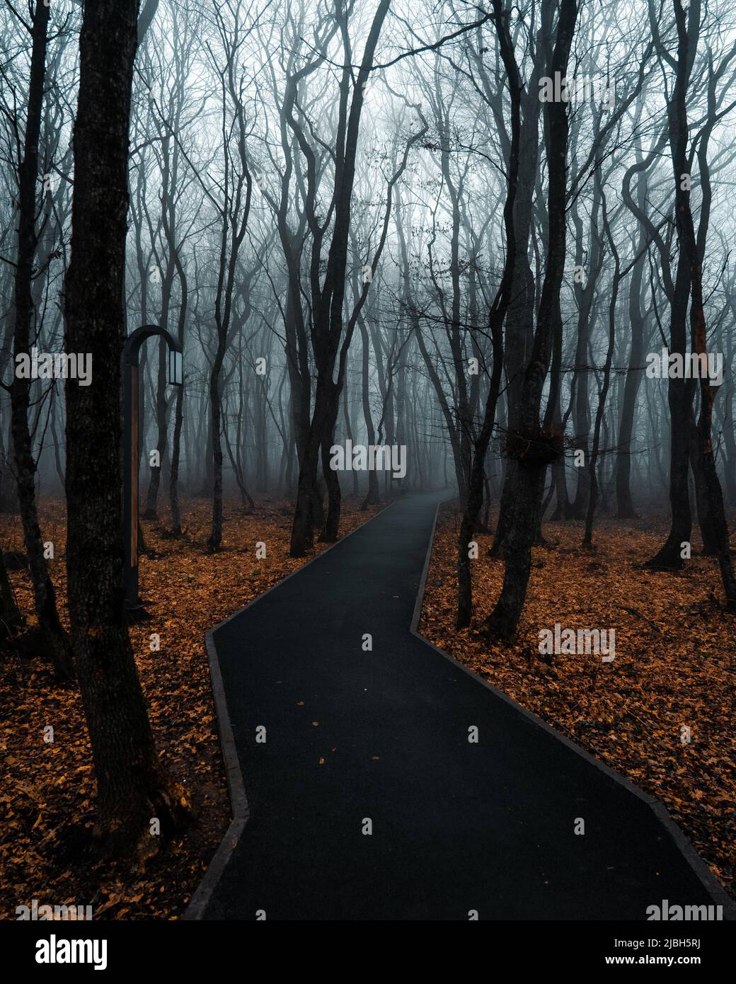 Dark foggy forest hi-res stock photography and images - Alamy
