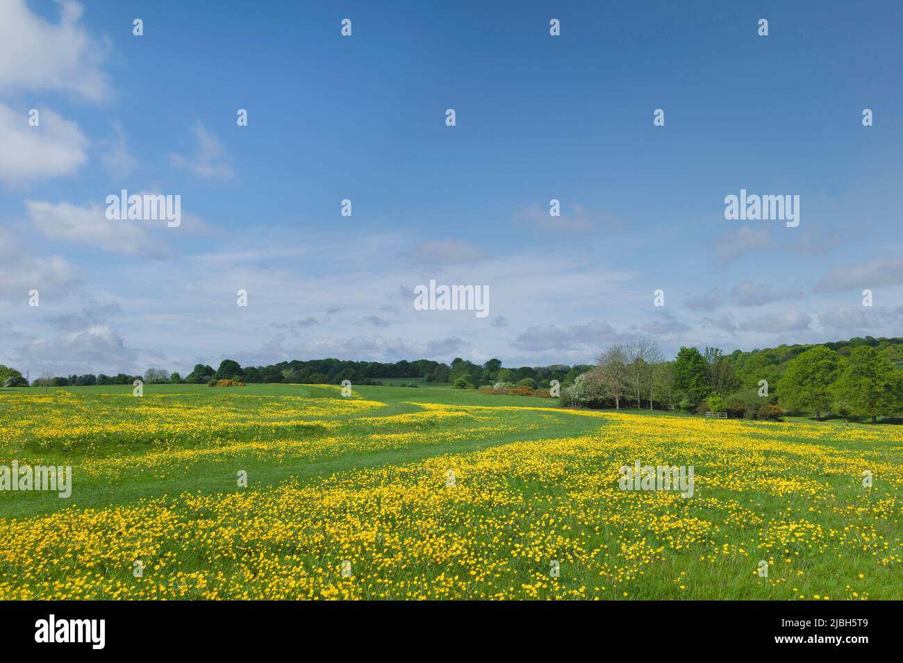 View across public pasture with grass and flowering wild buttercups and trees all under beautiful blue sky with clouds on the Westwood, Beverley, UK. Stock Photo