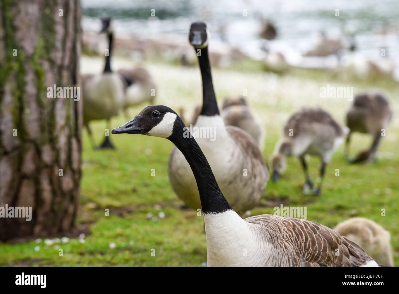 Baby goose chicks or goslings feed at the river bank protected by adult geese Stock Photo