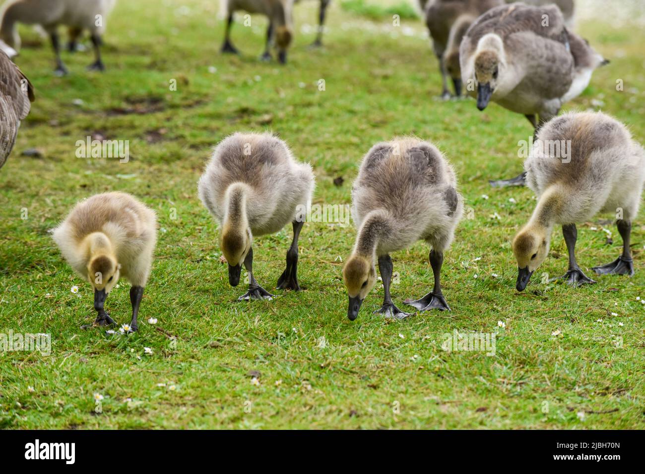 Baby goose chicks or goslings feed at the river bank protected by adult geese Stock Photo