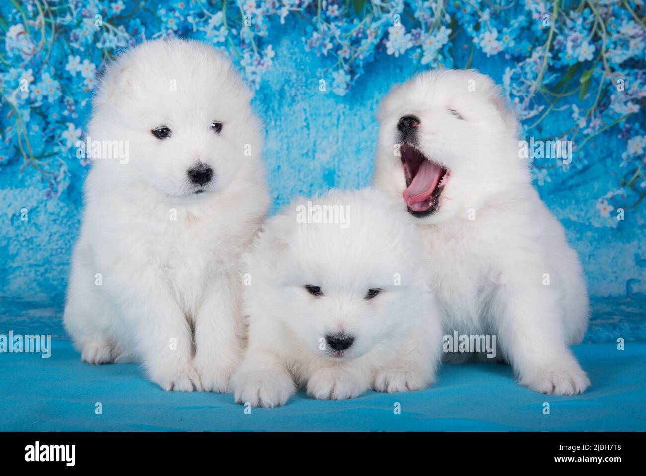 Three White fluffy small Samoyed puppies dogs are sitting on blue background with blue flowers Stock Photo