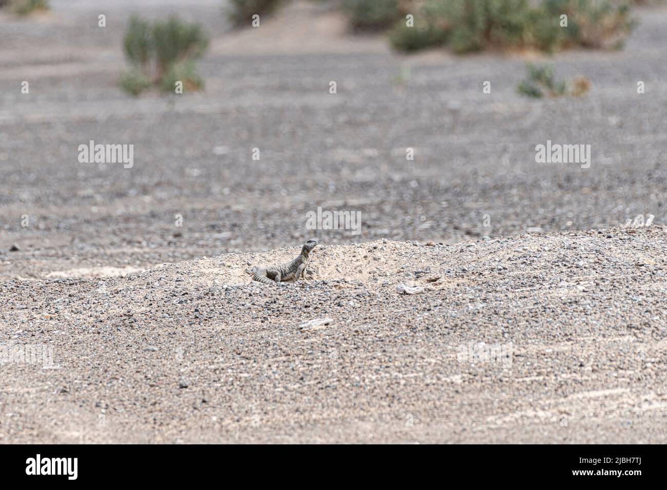 Dabb Lizard or Uromastyx in the desert, United Arab Emirates, UAE, Middle East, Arabian Peninsula Stock Photo