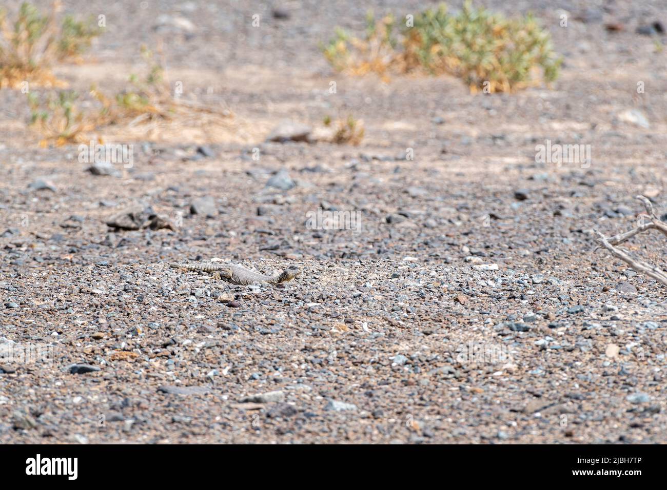 Dabb Lizard or Uromastyx in the desert, United Arab Emirates, UAE, Middle East, Arabian Peninsula Stock Photo