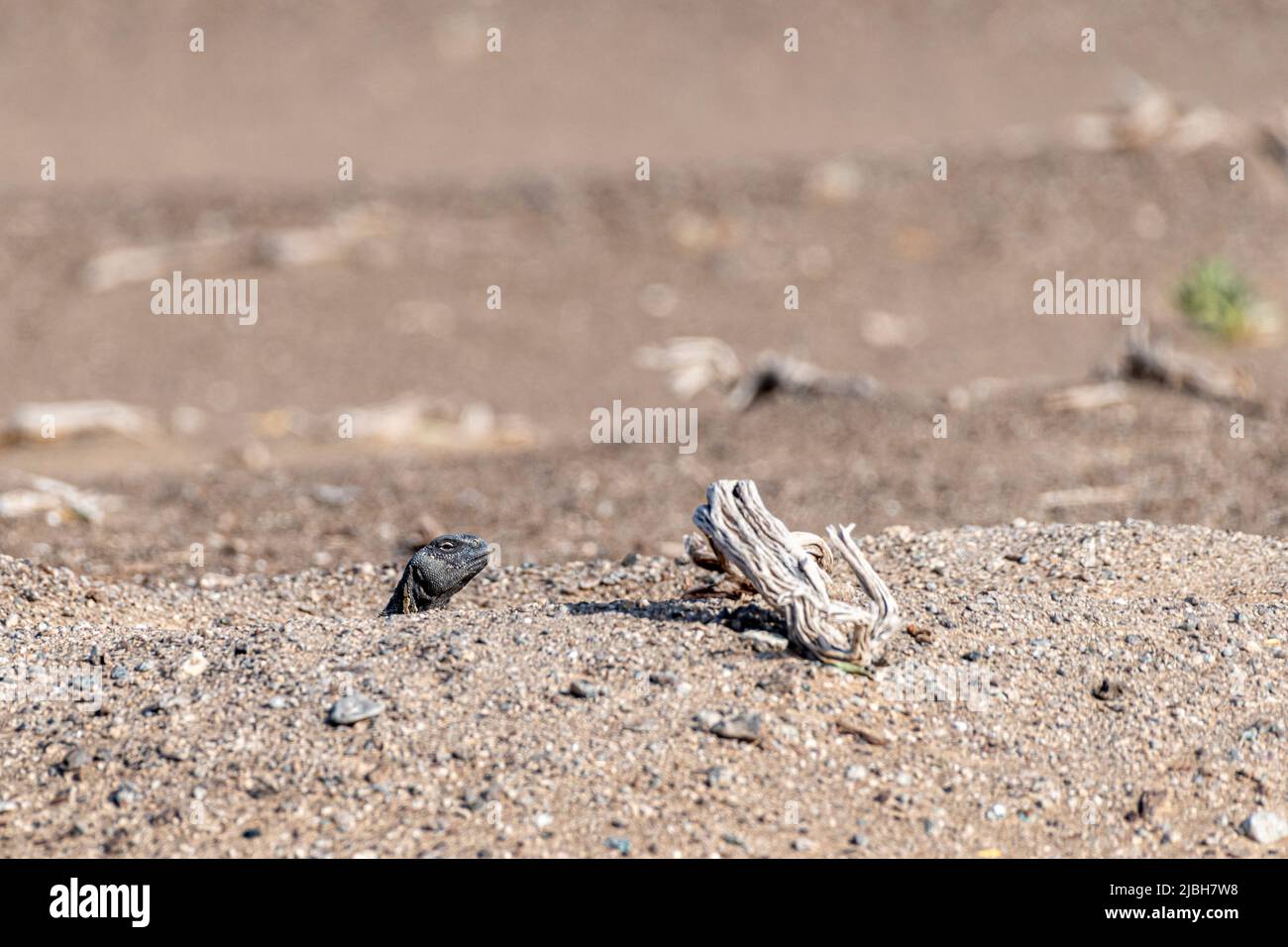 Dabb Lizard or Uromastyx in the desert, United Arab Emirates, UAE, Middle East, Arabian Peninsula Stock Photo