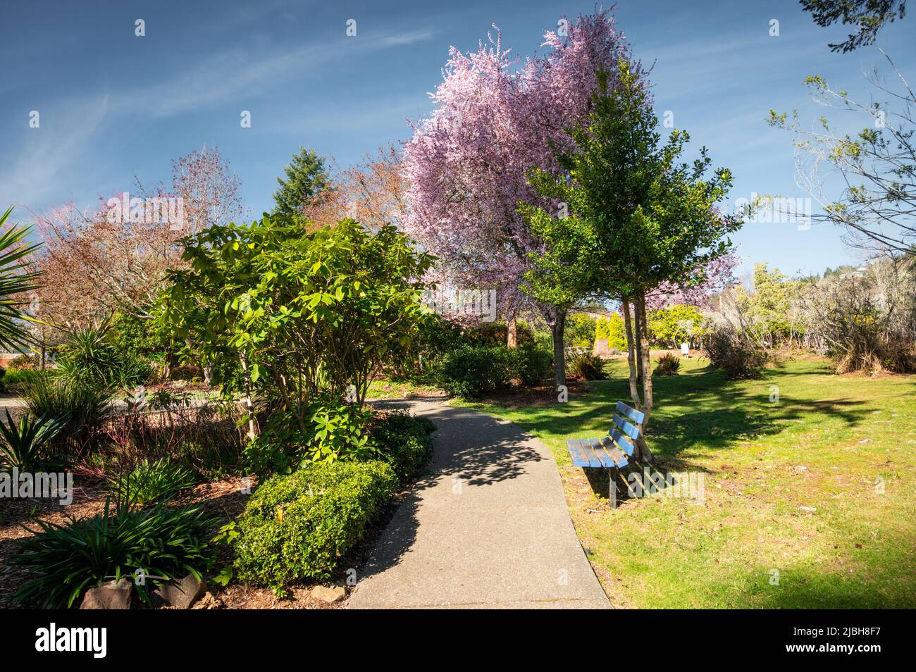 City of Brookings, Oregon. Azalea Park in spring Stock Photo Alamy