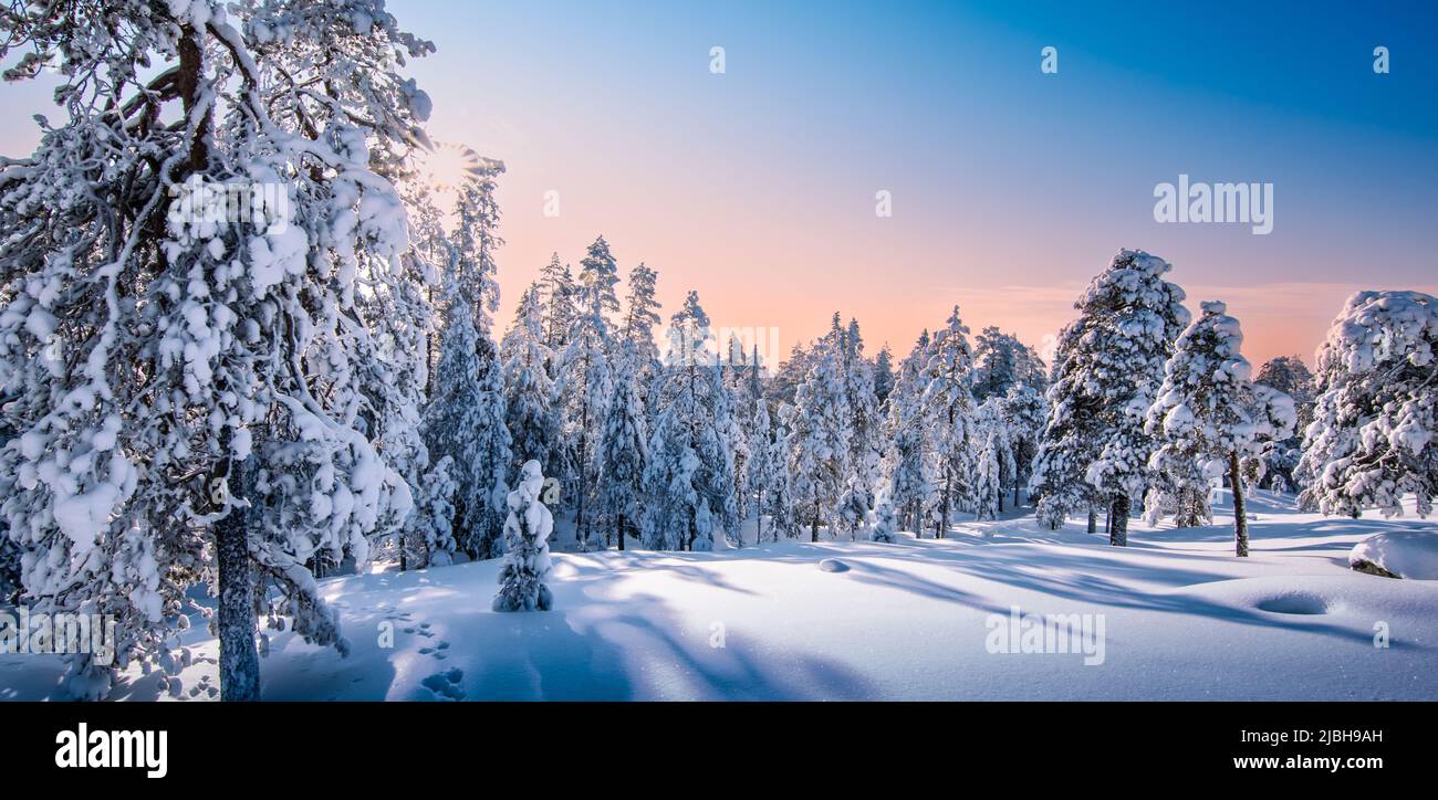Forest landscape with snow covered trees in Finland, Lapland. Stock Photo