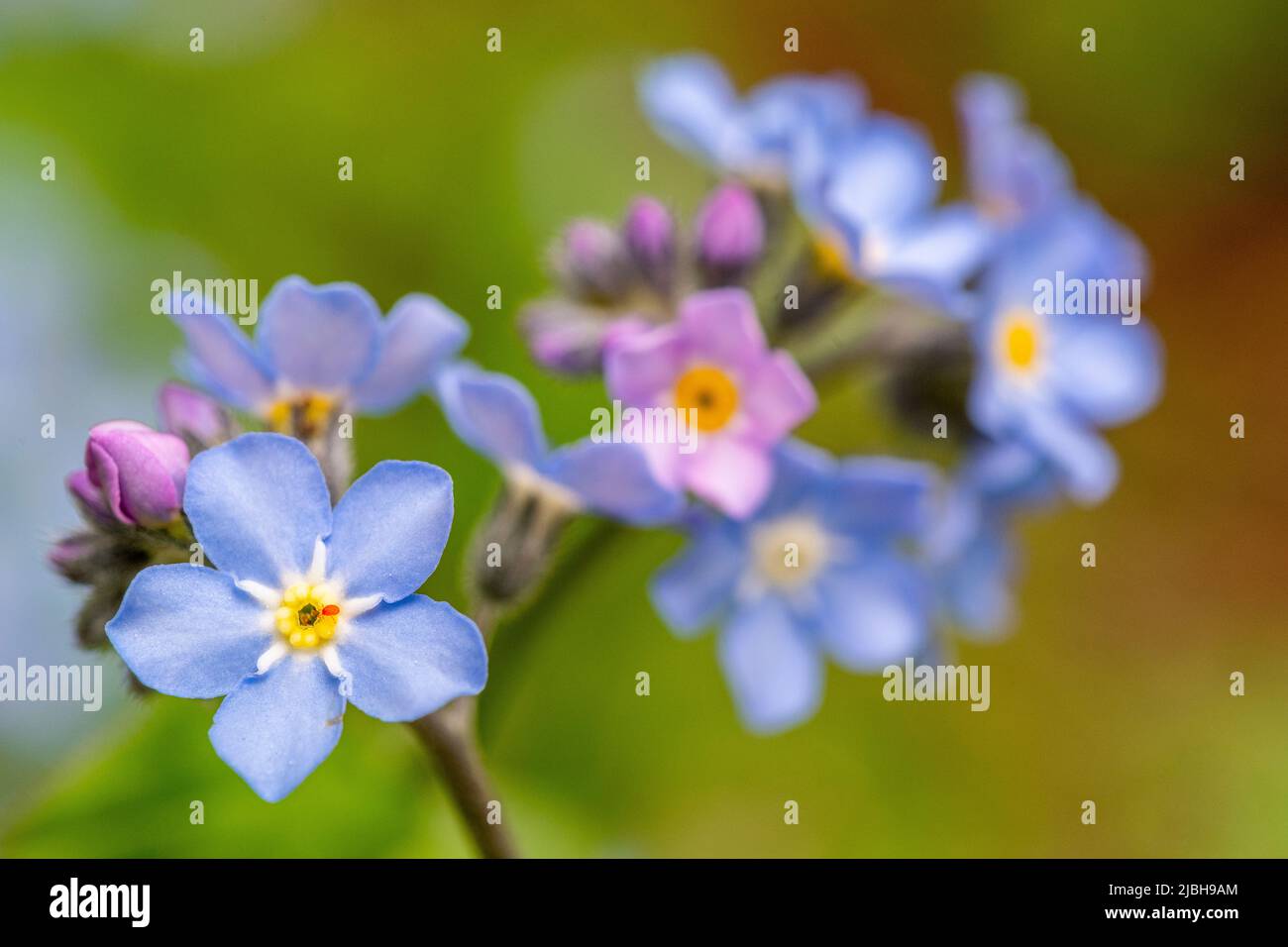 Myosotis sylvatica, the wood or woodland is