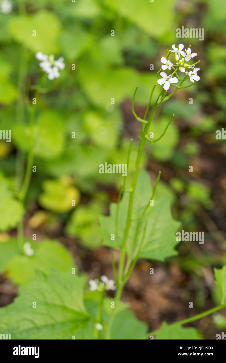 Alliaria petiolata, or garlic mustard, is a biennial flowering plant in the mustard family (Brassicaceae). Stock Photo