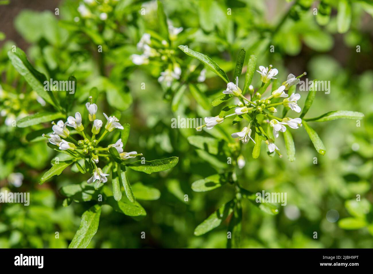 Cardamine flexuosa, commonly known as wavy bittercress or wood bitter-cress. Stock Photo