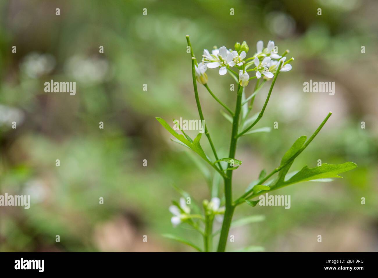 Cardamine flexuosa, commonly known as wavy bittercress or wood bitter-cress. Stock Photo