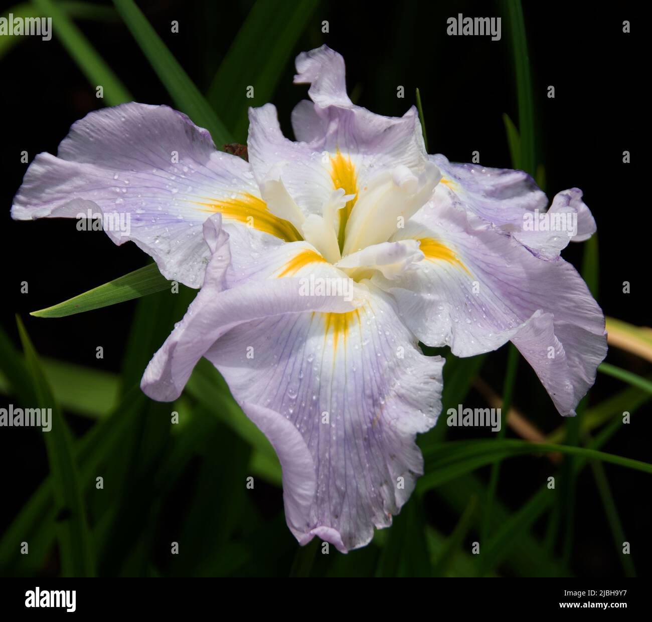 Iris Ensata 'Pink Frost' Stock Photo