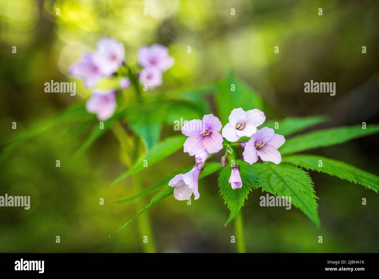 Cardamine pentaphyllos, the five-leaflet bitter-cress or showy toothwort, is a flowering plant in the family Brassicaceae. Stock Photo