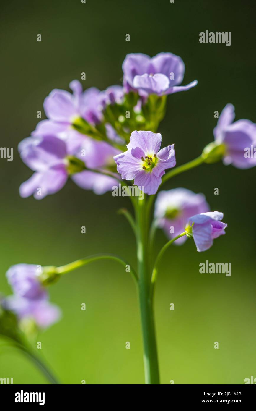 Cardamine pratensis, the cuckoo flower, lady's smock, mayflower, or milkmaids, is a flowering plant in the family Brassicaceae. Stock Photo