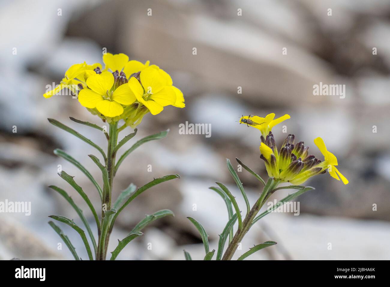 Swiss treacle-mustard (Erysimum rhaeticum) Stock Photo