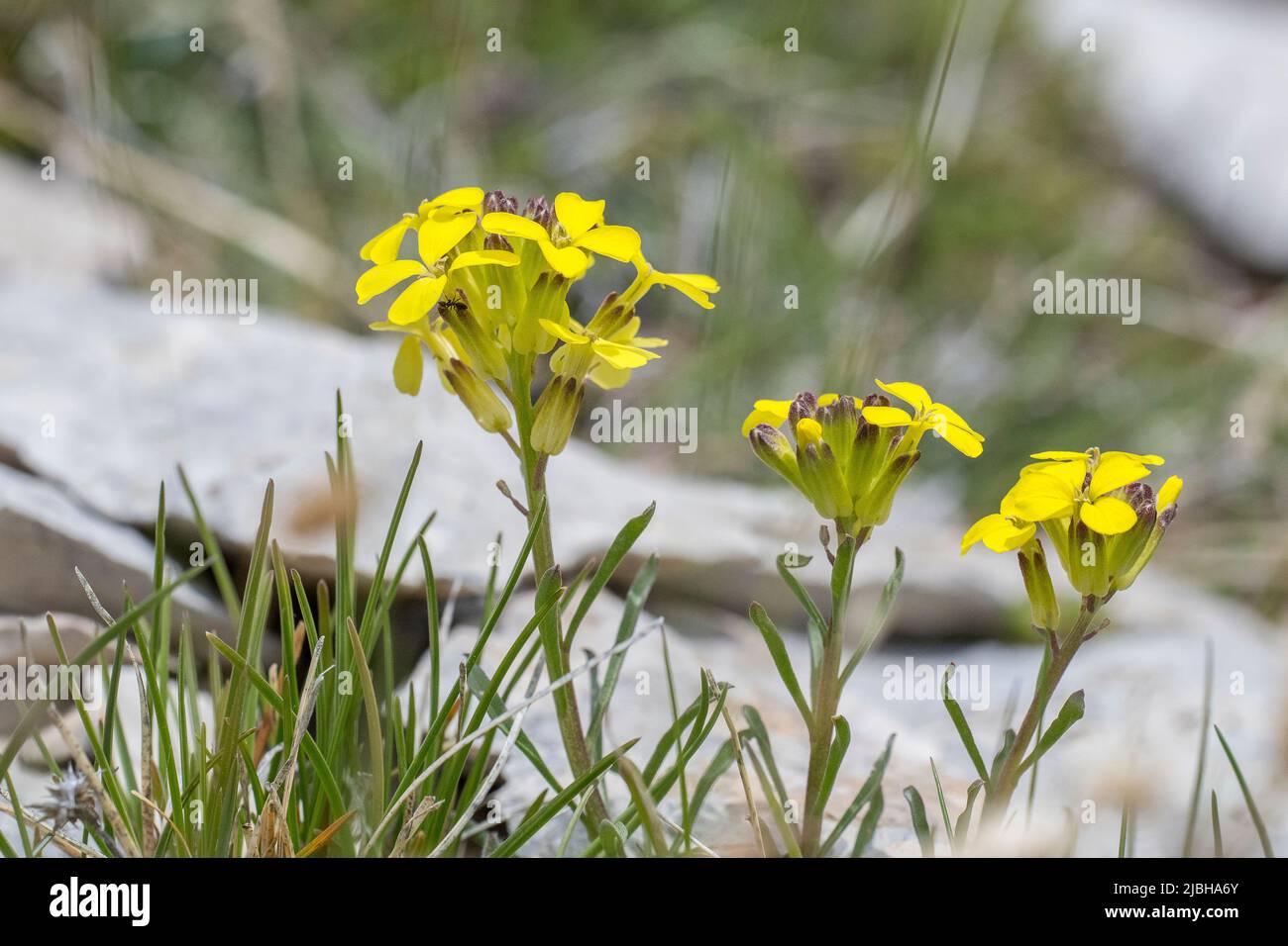Swiss treacle-mustard (Erysimum rhaeticum) Stock Photo