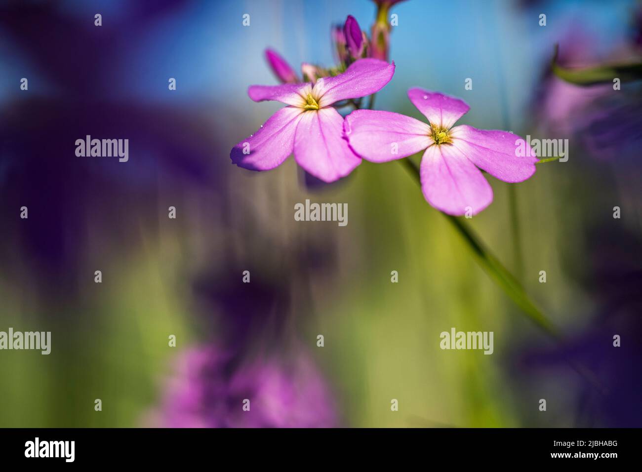 Lunaria annua, called honesty or annual honesty in English, is a