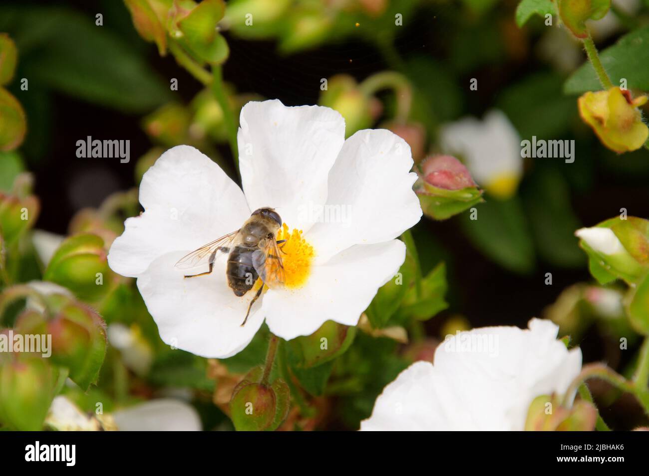 Bee On A Lavender Flower Yorkshire Hi res Stock Photography And Images 