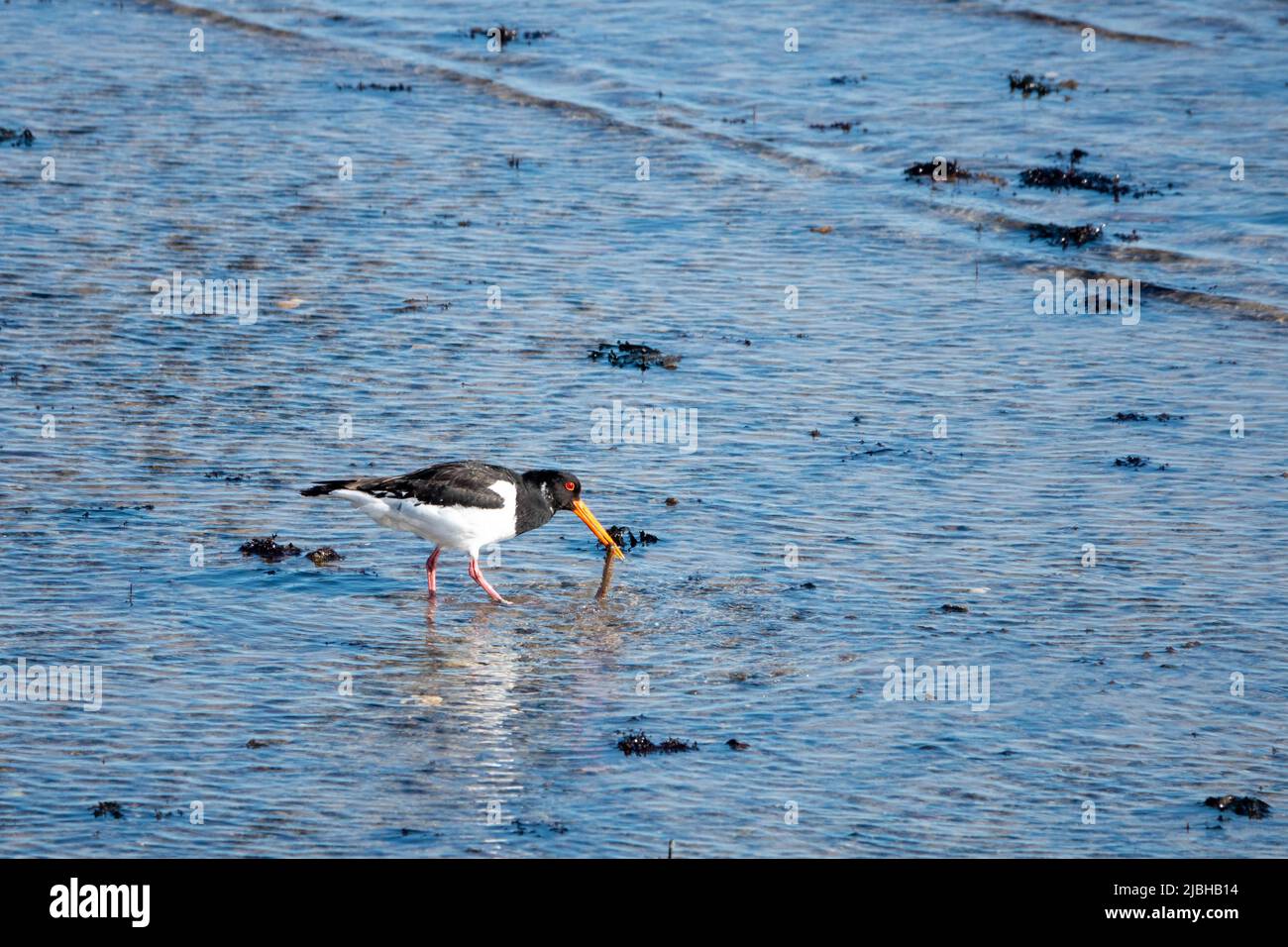 oystercatcher with his catch in the sea Stock Photo